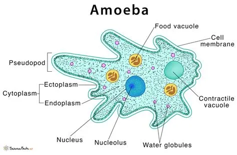  Amoeba!  Un'Avventurosa Scoperta del Mondo Microscopico