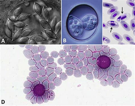  Apicomplexo: Un Parassita Microscopico che Invade le Cellule Ospite con un'Incredibile Precisione Chirurgica!