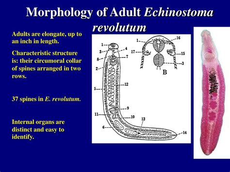 Echinostoma: Un parassita versatile con affinità per le acque dolci e i mammiferi!