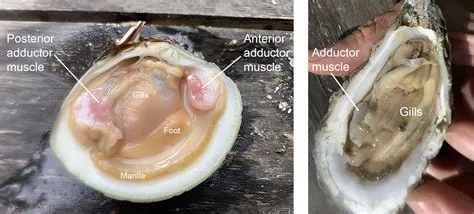  Elettra: Un Mollusco Bivalve dalle Abitudini Curiose e da una Struttura Anatomica Straordinaria! 