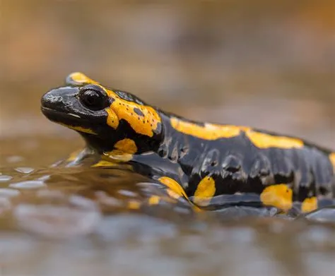  Fire Salamander: Una creatura che respira nell'acqua e salta sulla terra!