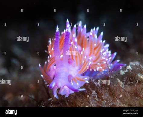 Flabellina: Uno Slug Marino Con Una Personalità Straordinaria e Una Capacità Incredibile di Mimetizzarsi con l'Ambiente!