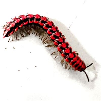  Geophile millipede: An intriguing subterranean creature that navigates intricate tunnels while sporting a formidable armor!