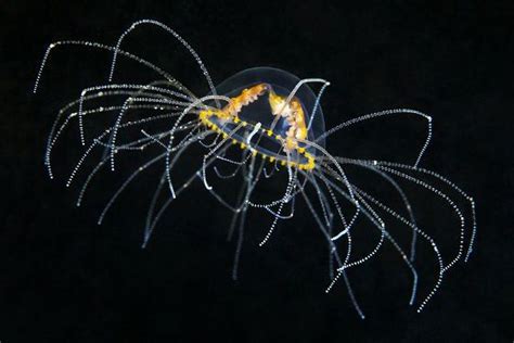  Gonionemus: Un affascinante cnidario che combina eleganza e letalità subacquea!