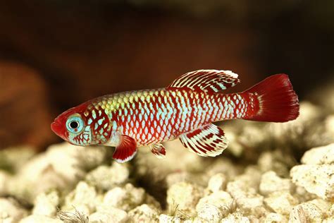  Killifish! Una Creatura Acuatica che Cammina su Terreni Inondati