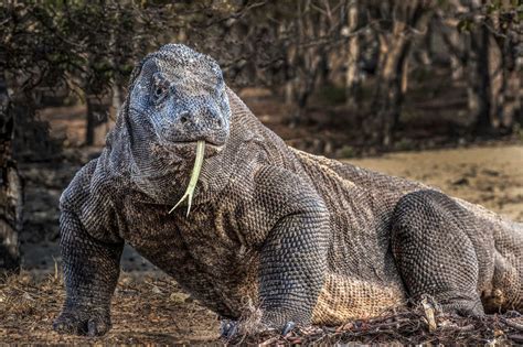 Komodo: Un gigante lento ma con un respiro letale che può sciogliere ossa!