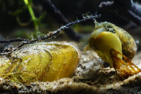  Rasa Tellina! Un Mollusco Bivalve che Vive Nascosto nella Sabbia