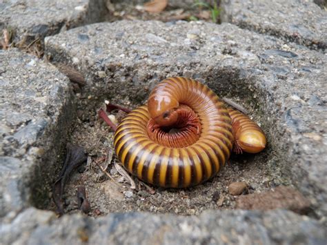 Rinodrilus: Un gigante dei millepiedi che brilla come una gemma preziosa!