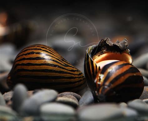  Zebra Nerite: Un mollusco acquatico dalle striature vibranti che sgretola con maestria le alghe incrostante!