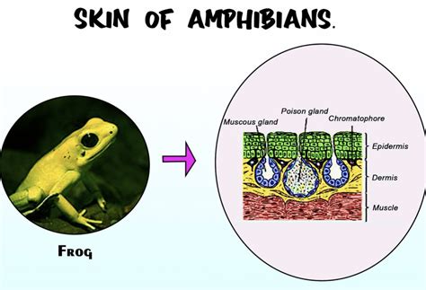 Discoglosso: Un Anfibio che Combina la Pelle Liscia e la Viviparità in una Danza Acque-Terra!