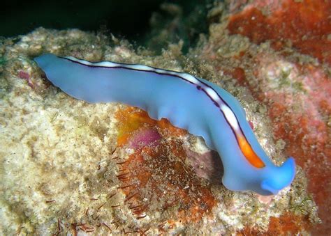  Free-Living Flatworms: Gli animali più affascinanti che hai mai visto!  