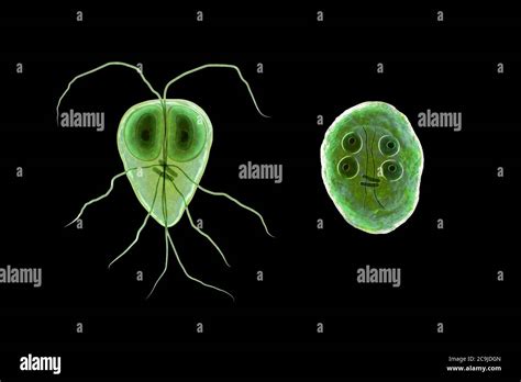  Intestinalis: Un Protista Flagellato Che Ti Trasformerà In Un Vero E Proprio Amico Del Microcosmo Aquatico!