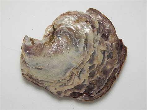 Isognomon! An Exquisite Bivalve Shellfish That Exudes Elegance and Exhibits Remarkable Filter-Feeding Capabilities