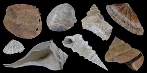 Juno Snail: Discover How This Gastropod's Shell Pattern Resembles Miniature Ancient Ruins!