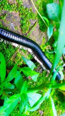  Millipede:  Curious Crawlers Hiding Underground Treasures!