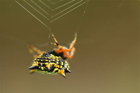  Nichomachus: Un ragno che sembra un gioiello ma potrebbe darti una brutta sorpresa!