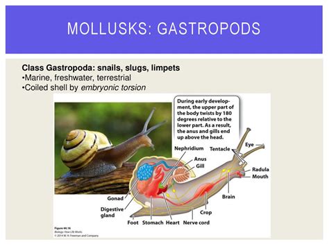  Polmone: Un Mollusco Terrestre che Respira con i Polmoni!