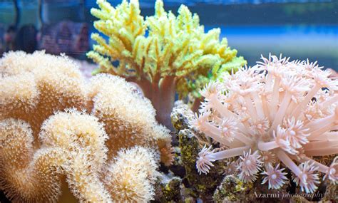  Sarcophyton:  Are These Soft Corals Hiding Tentacles That Whisper Secrets of the Reef?