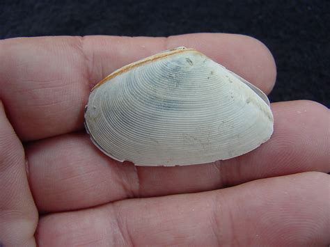  Tellina! Un piccolo bivalve dalle abitudini sorprendenti che brilla con la sua conchiglia elegante