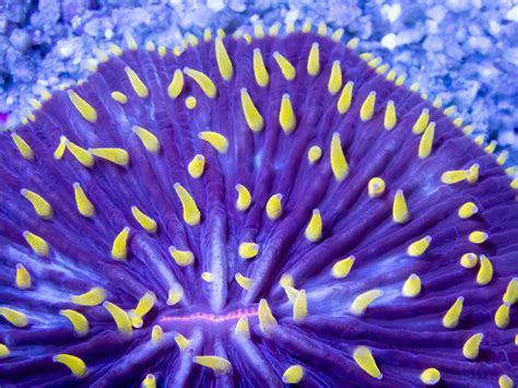  Yellow Fungia! A Colorful Coral Colony Offering Shelter and Sustenance for the Reef Ecosystem