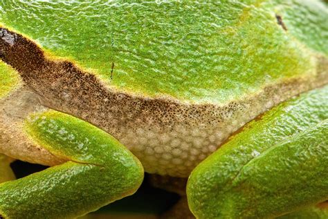 Zamandú: A Tiny Amphibian Hiding its Secrets Behind Silky Skin!